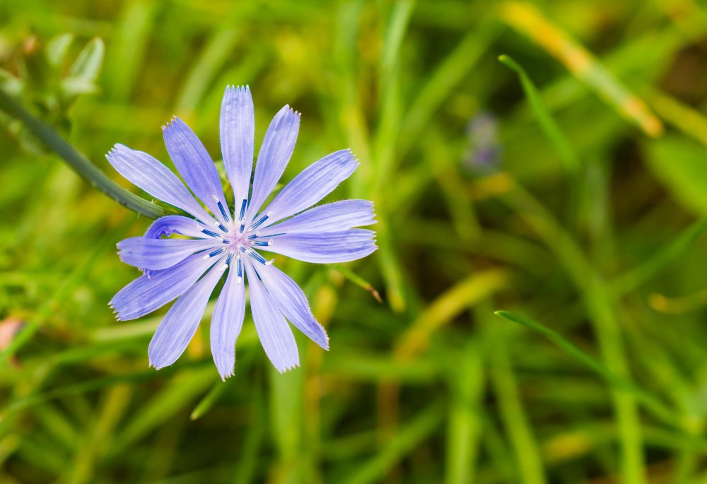 flor de achicoria como sustituto del café