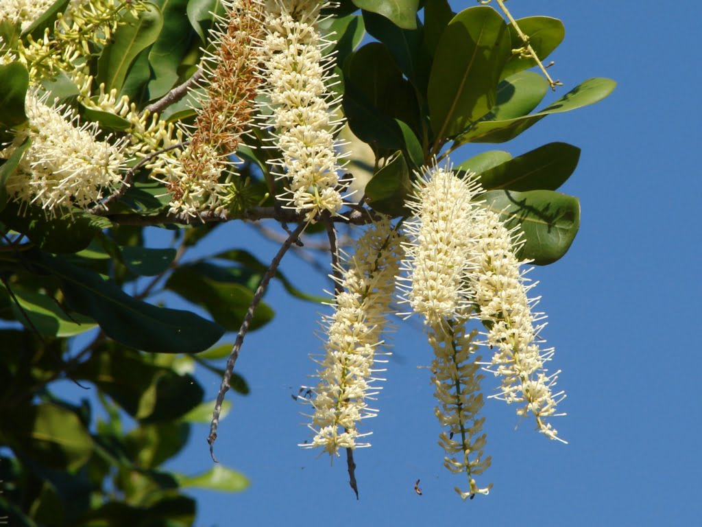 la macadamia y los beneficios para la salud